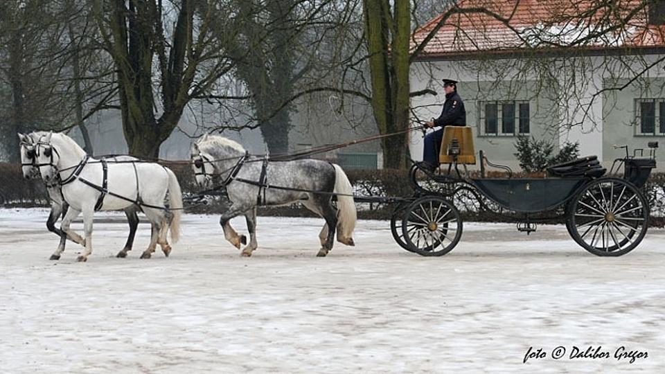 Zimní království starokladrubských koní se blíží