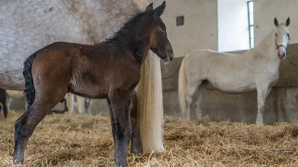 Národní hřebčín má narozena všechna hříbata 2018