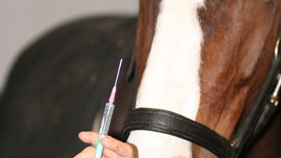 Očkování proti EHV-1 nebo PCR test budou povinné nejméně do konce roku