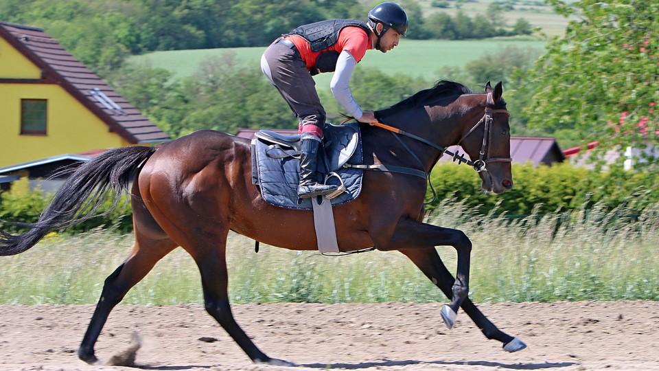 Přípravy na Goodwood vrcholí. Ponntos je opět ve formě, hlásí Tušimice